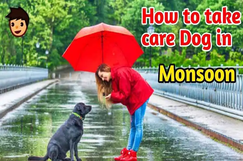 Dog Care In Monsoon